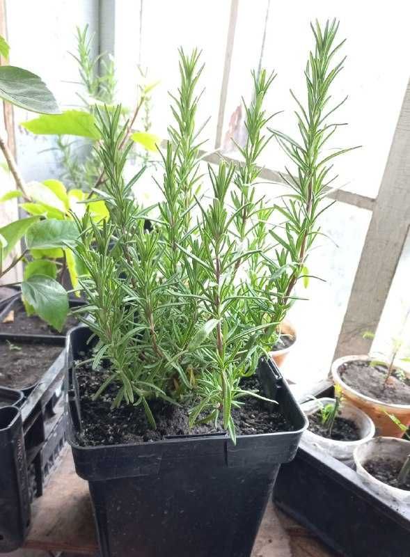 Продам уличные растения с зкс