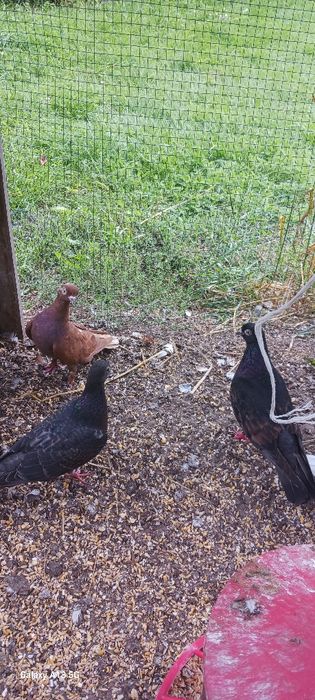 Młode tiplery  budapeszty i  pocztowy