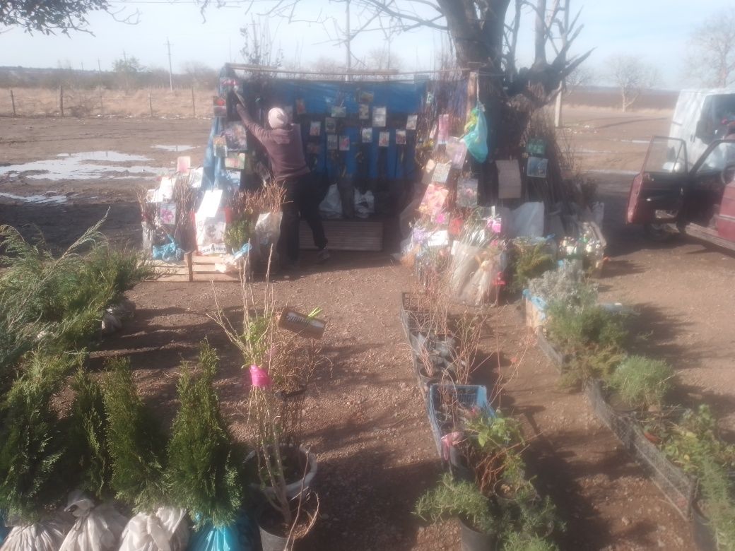 Саджанці фруктові