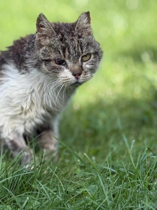 Czy NUMA znajdzie swój dom? Kotka FIV+