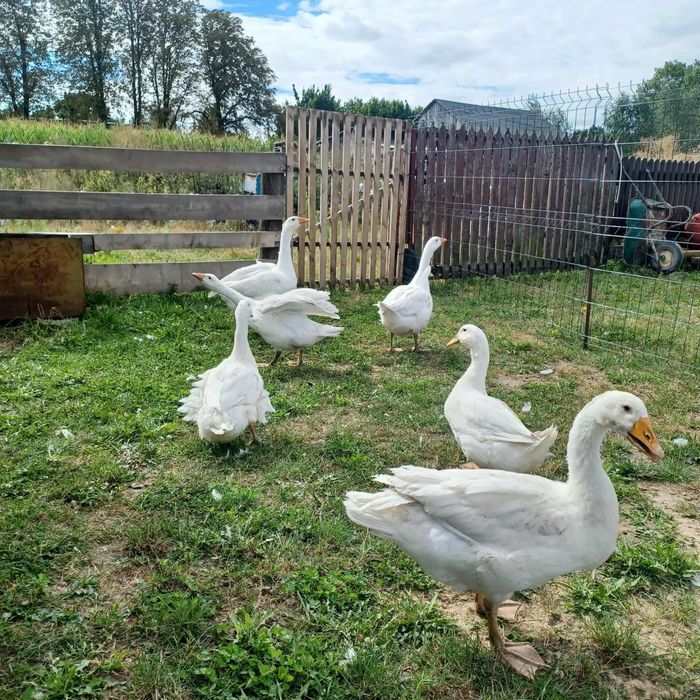 Sprzedam Gęsi mięsne