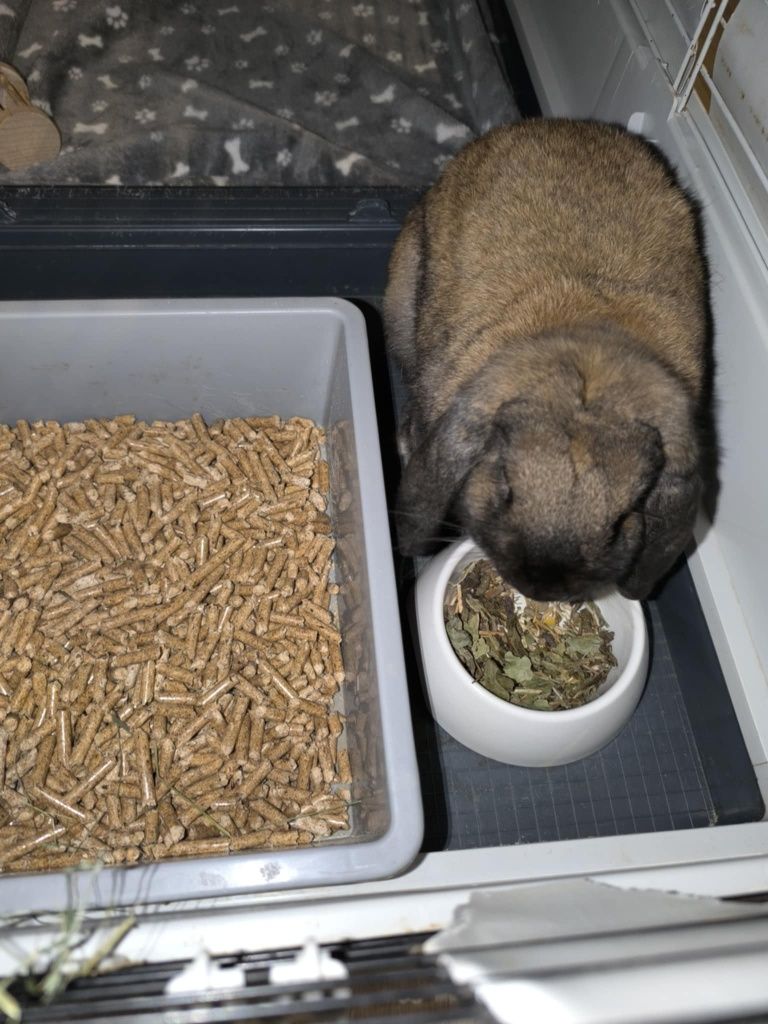 Króliczek mini lop