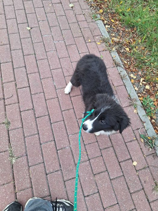 Piesek Border Collie ZKWP/FCI