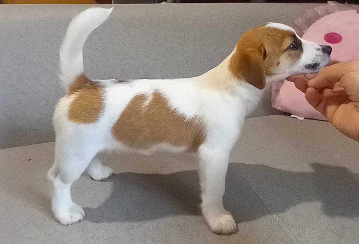 Jack Russell Terrier- ZKwP FCI
