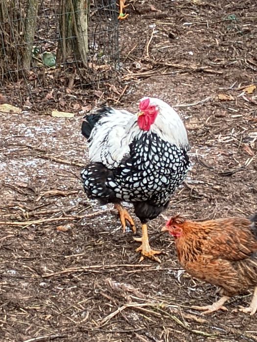 Kogut vandotta Wyandotta rasowy