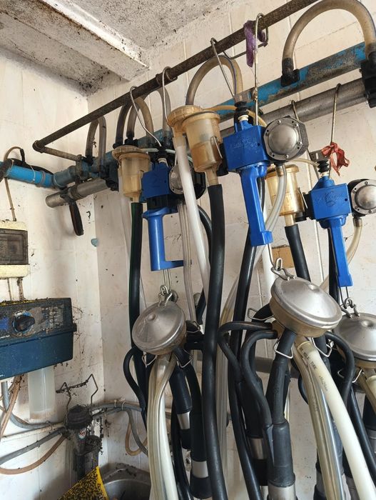 Dojarka przewodowa Alfa-laval