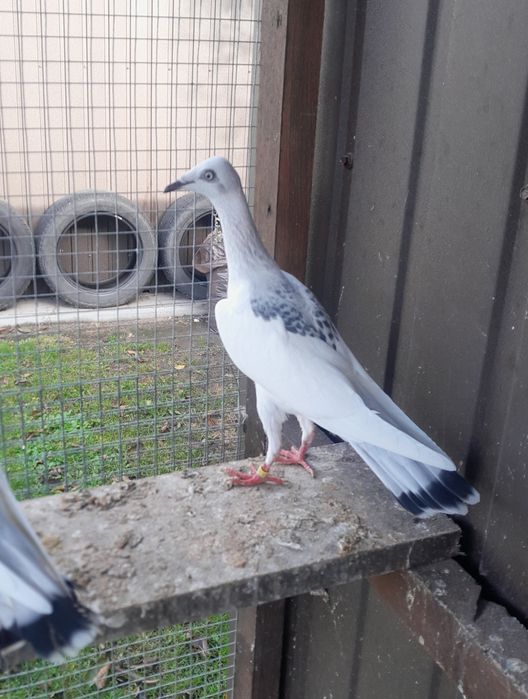 Gołębie ozdobne srebrniaki sercowe serki