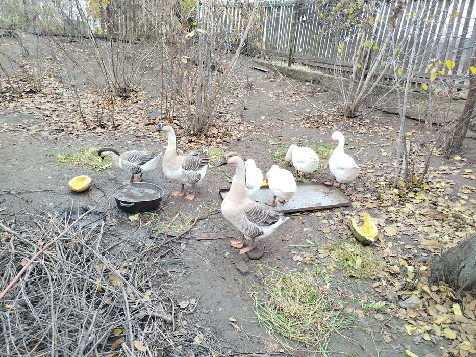 Продам,гусей ,індокачок ,свійських качок