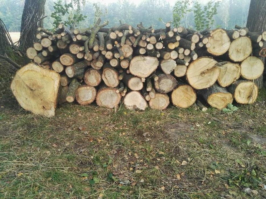 Drzewo, drewno Dębina, dąb