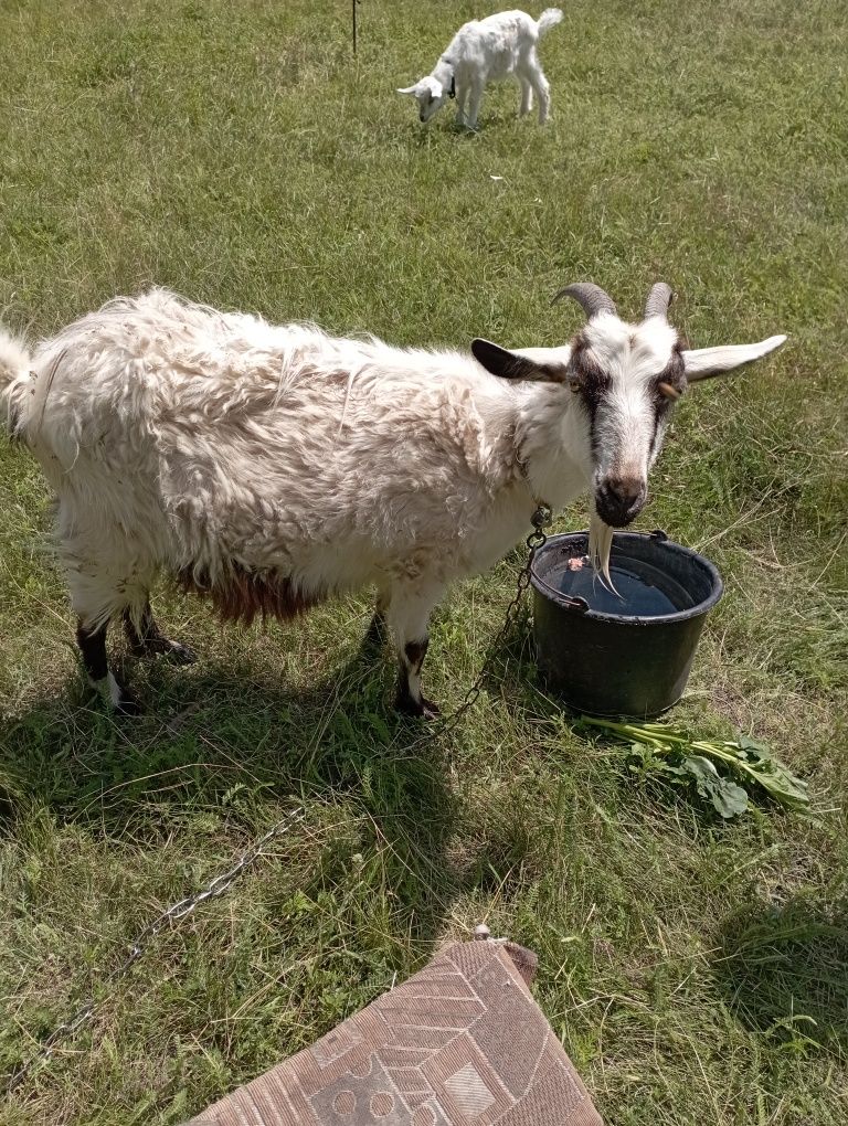 Продам дійних кіз або обміняю на зерно