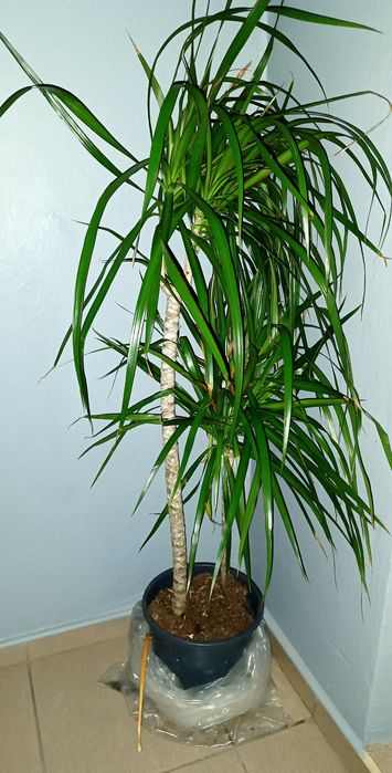 Juka Palma 2 w cenie 1 + 3 kwiatek gratis