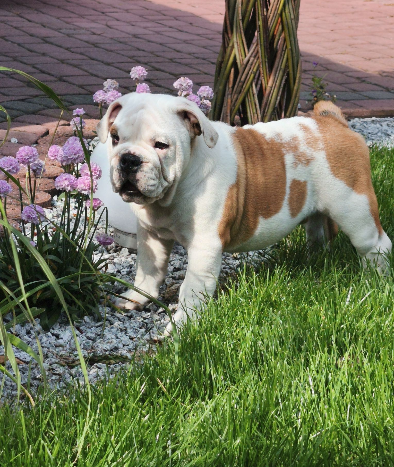 Buldog Angielski ZKwP FCI