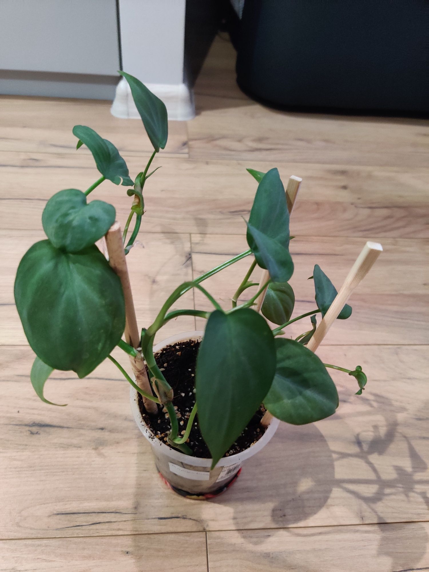 philodendron camposportoanum do kolekcji