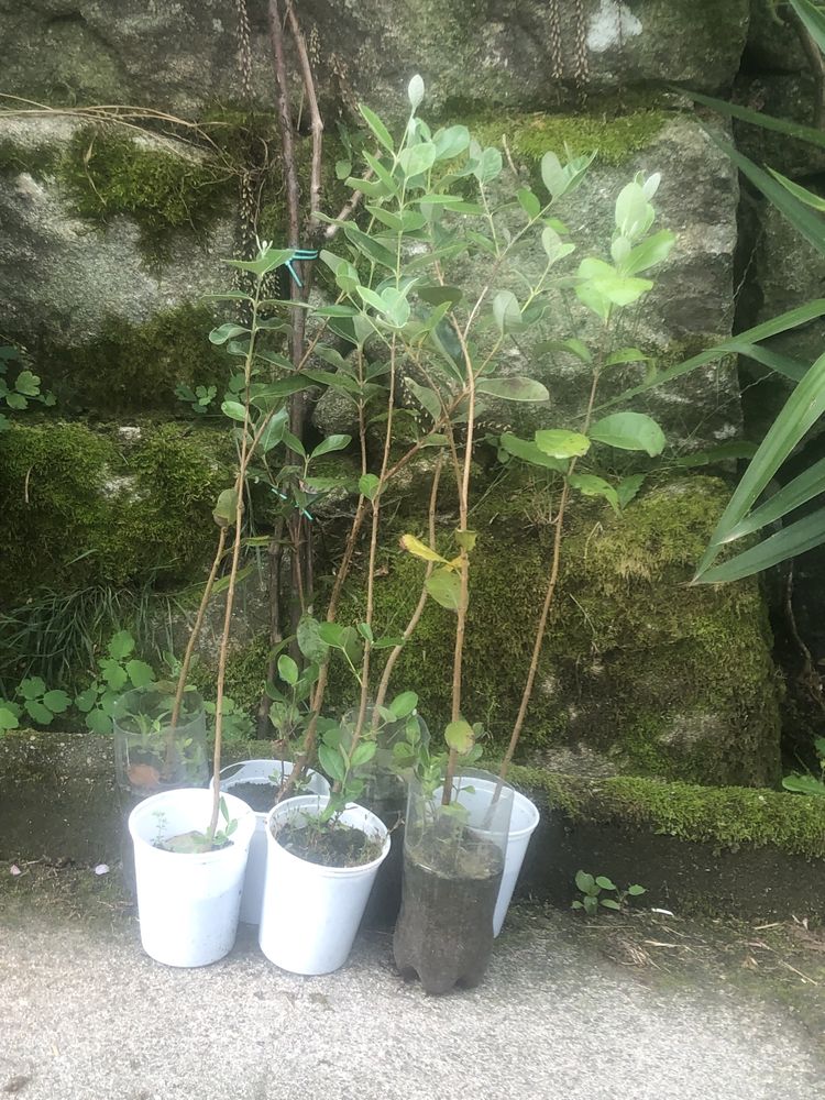 Planta de feijão