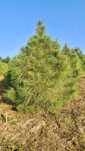Сосна Жовта (Pinus Ponderosa)