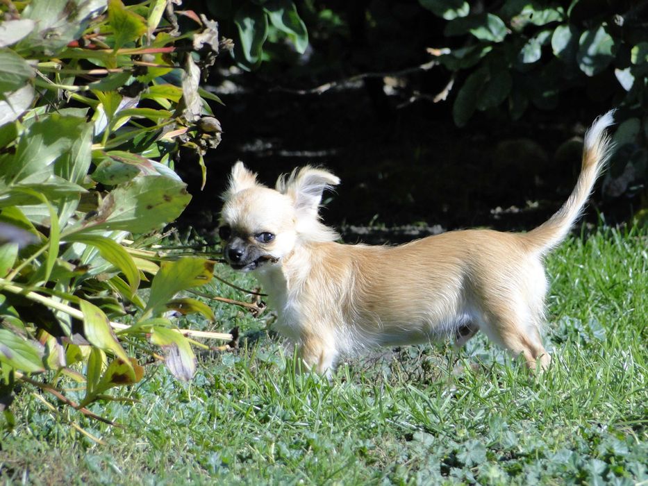 Słodki piesek długowłosy - Chihuahua - ZKwP/FCI