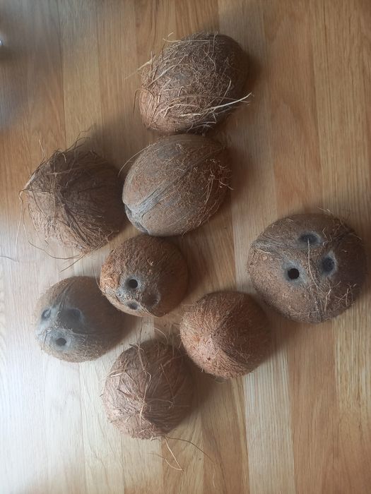 Lupiny z kokosa domki swieczki