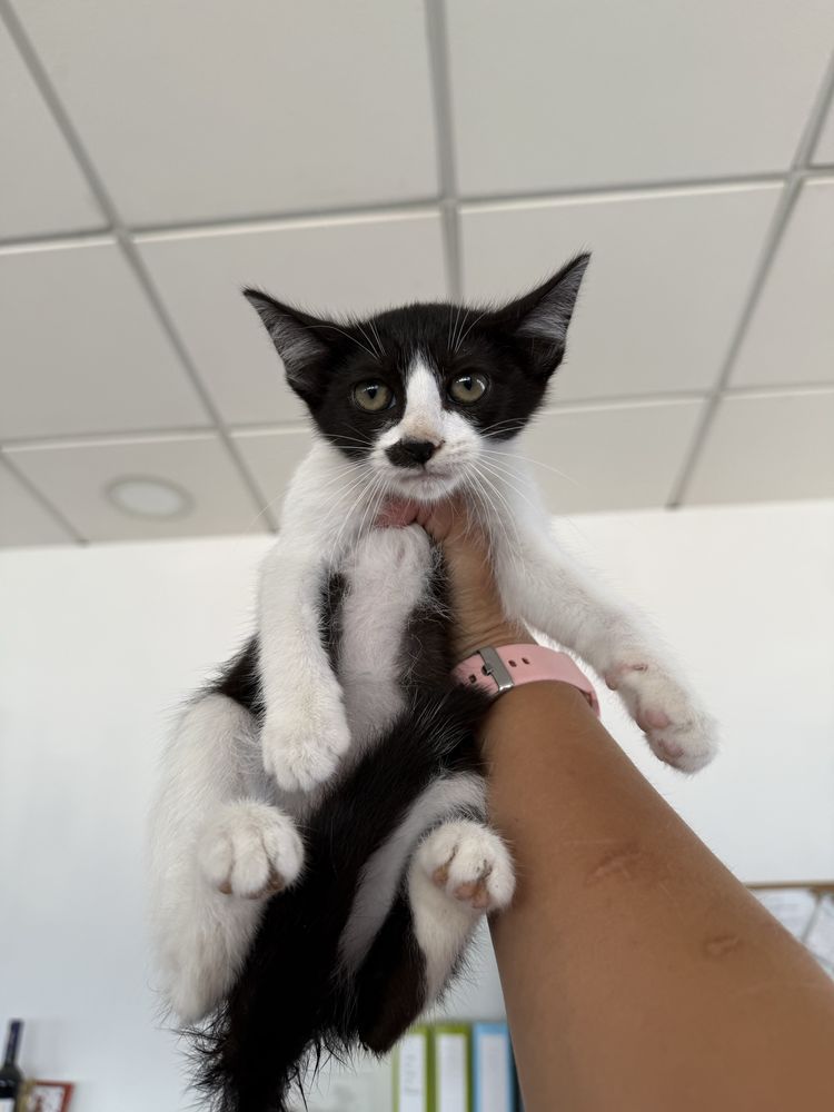 Gatinha 2 meses e meio