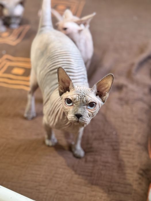 Gatinha Sphynx Adulta