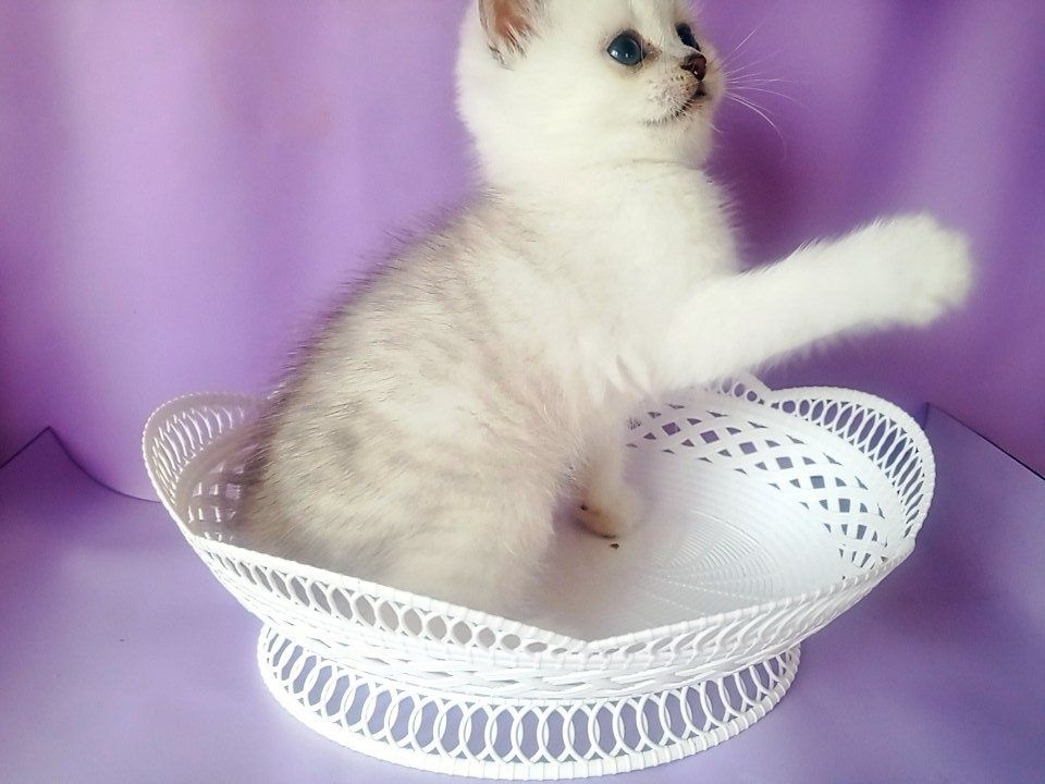 Продам супер котята,британские короткошерстные,серебристый