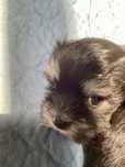 Цуценя хлопчик породи морки Morkie