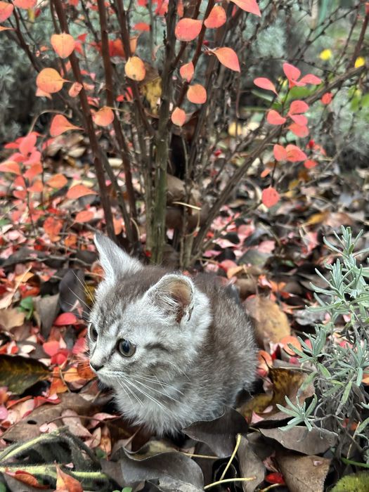 Кошенята в добрі руки