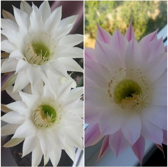 Єхінопсис кактус