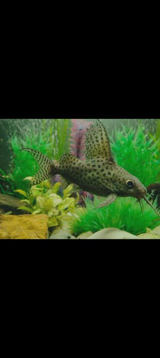 Zamienię na inne rybki