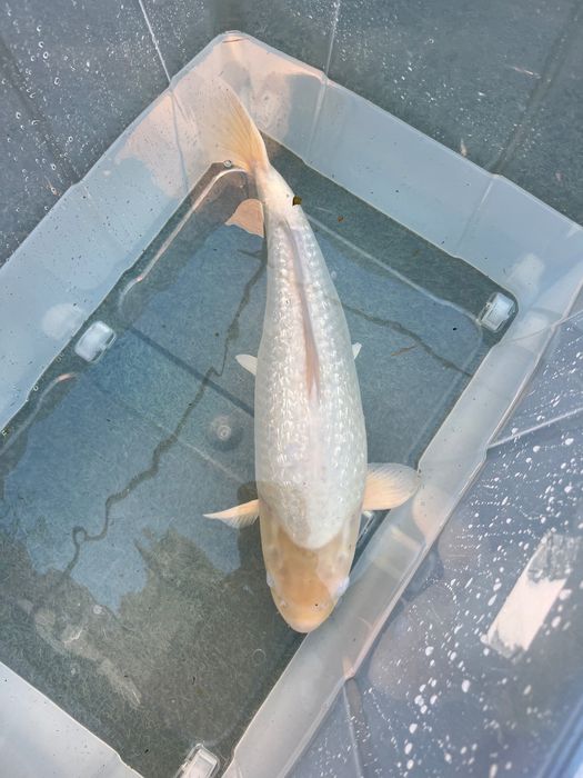 Carpa Koi Jumbo!