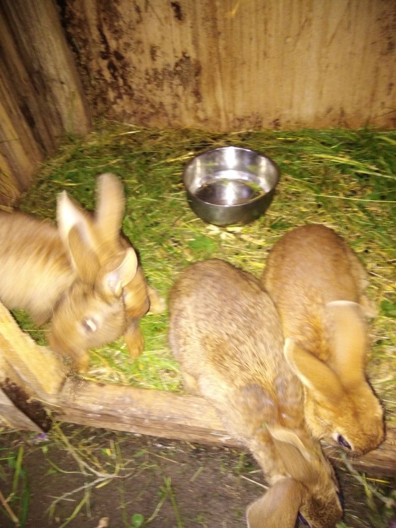 Młode króliczki (zajaczkik)