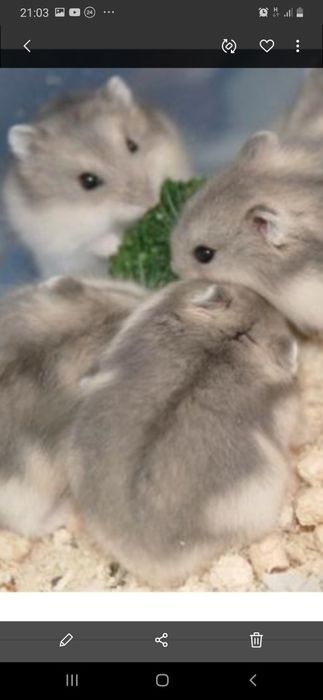 Хомяки джунгарские