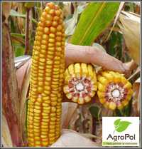 Kukurydza CEWEL Wczesna kukurydza po jęczmieniu FAO 160 Oseva
