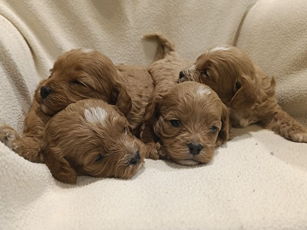 Cavapoo, sliczny zarezerwuj