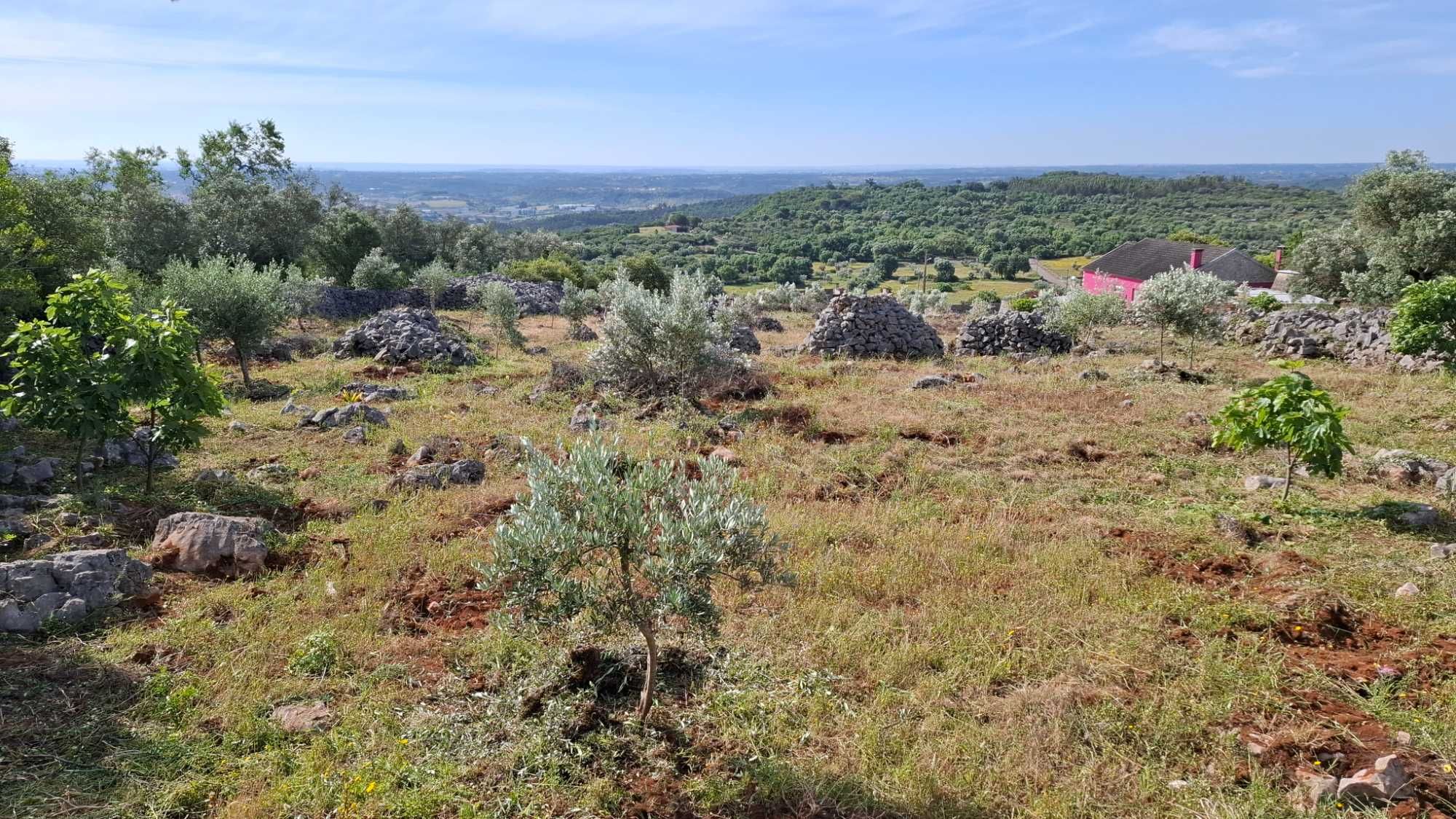 Terreno Rural, para venda nos Casais da Moreta. Monsanto ACN Santarém.