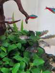 Peixe Platys blue mickey bebés