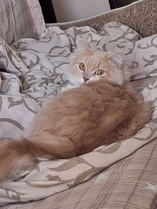 Присмотрю за кошечкой/котиком (Передержка кота)