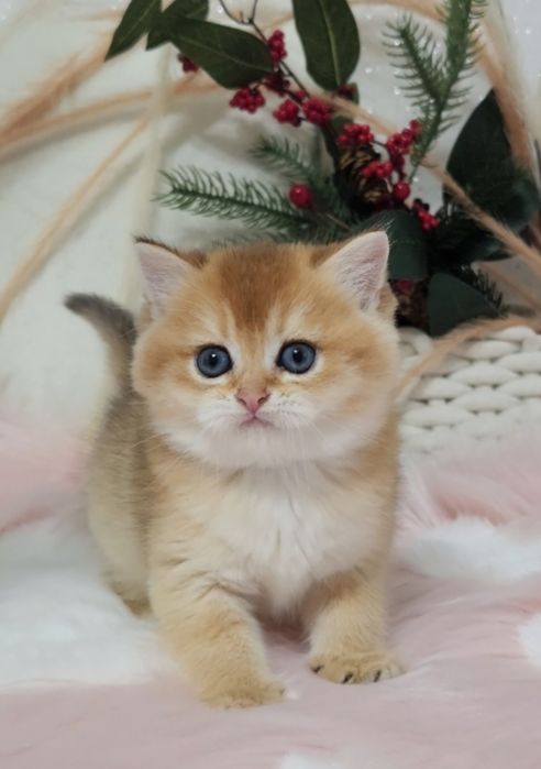 Шотландські кошенята