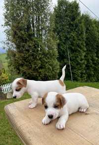 Piesek Jack Russell Terrier szczeniak