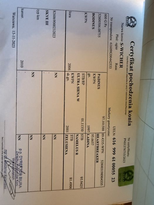 Wałach tinker x kwpn