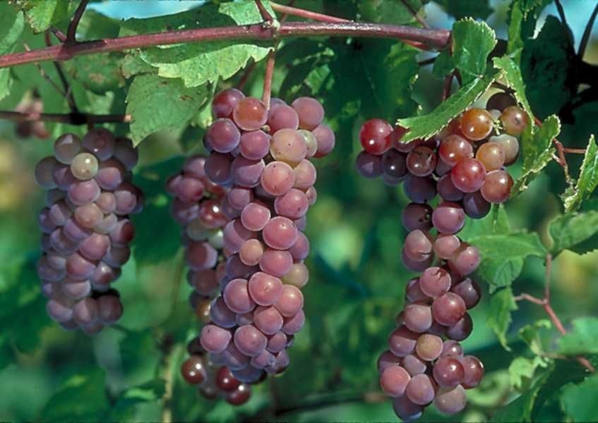 WINOROŚL SWENSON RED Vitis - sadzonki w doniczkach