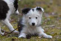 Piesek Border Collie