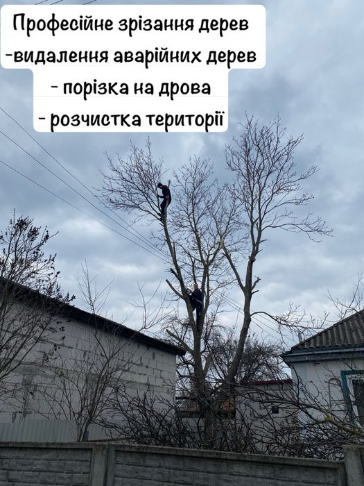 Професійне зрізання дерев