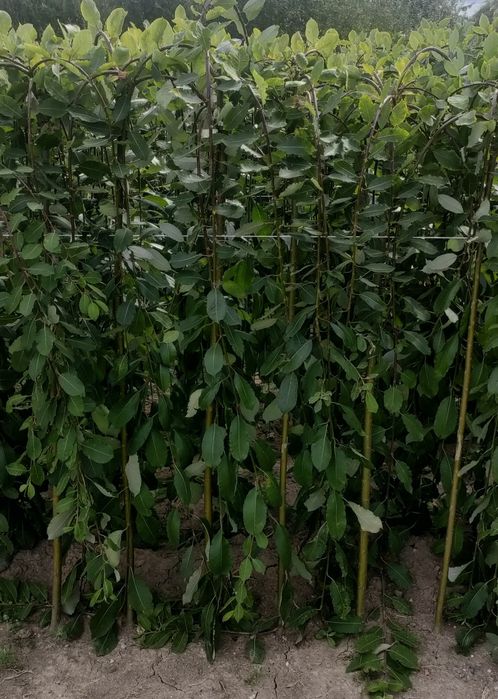 Wierzba Iwa Salix Klimanroc  C4 wys 170cm