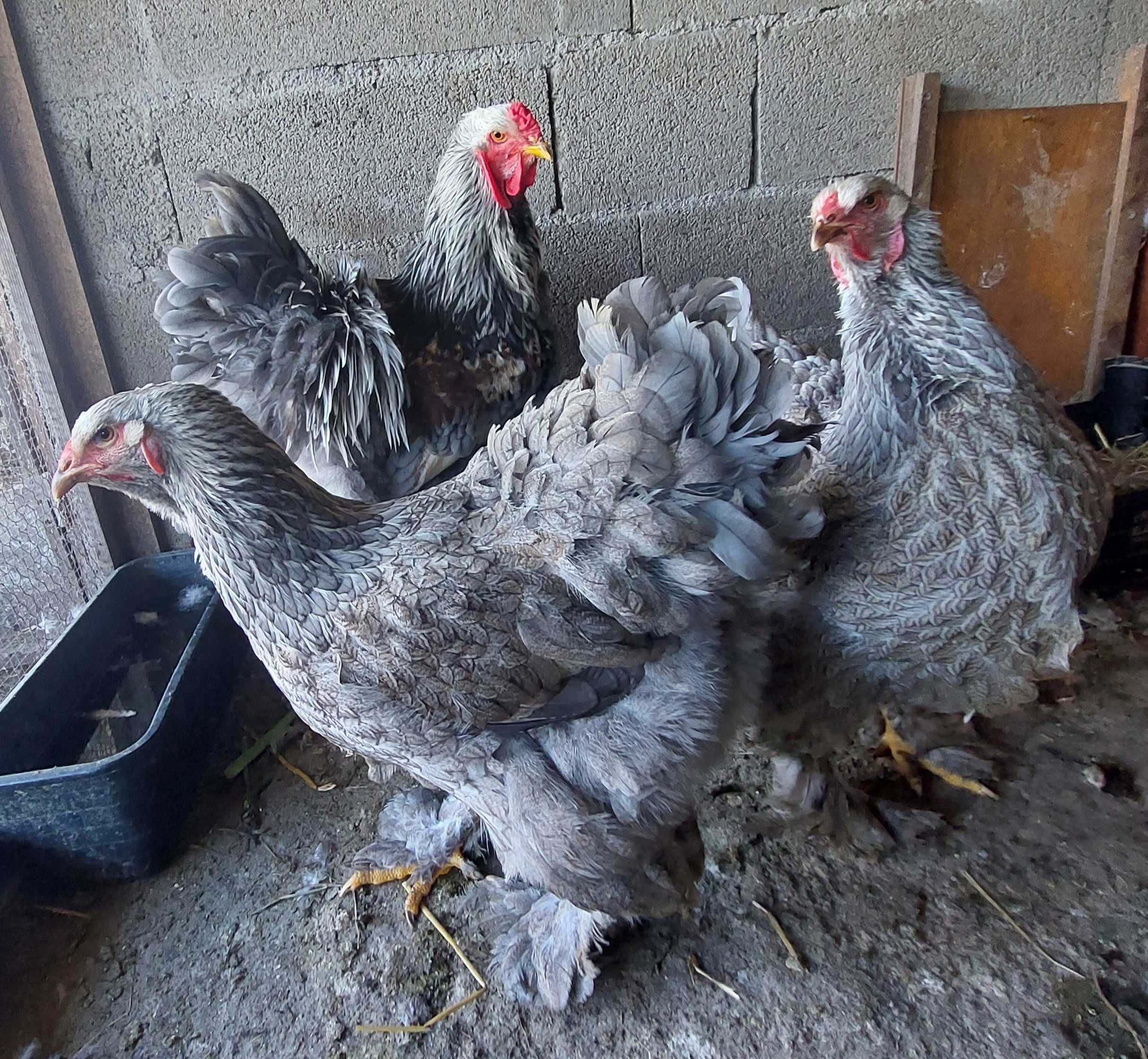 Ovos galados/ férteis de brahma BSO