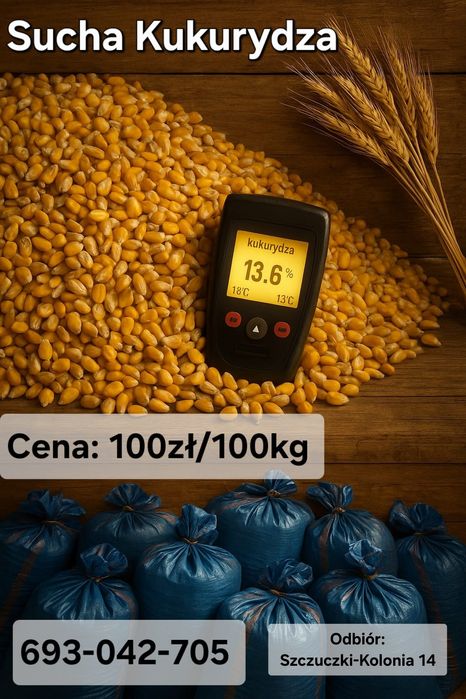 Sucha Kukurydza 100zł/100kg