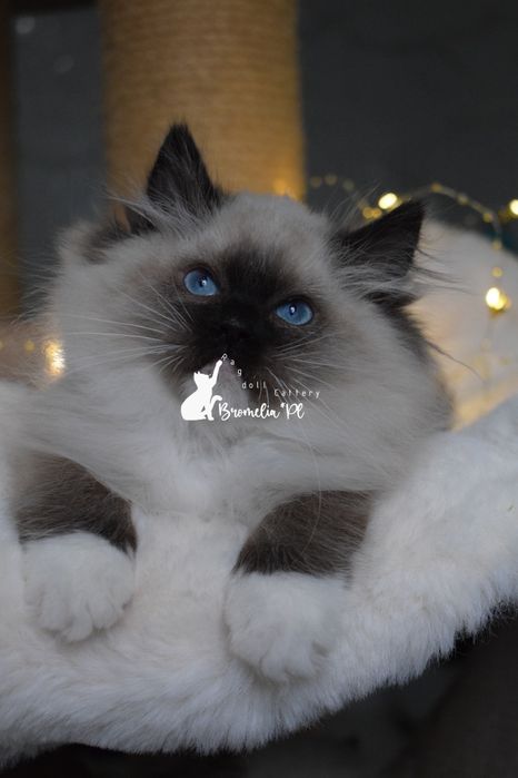 Kotka Ragdoll seal mitted