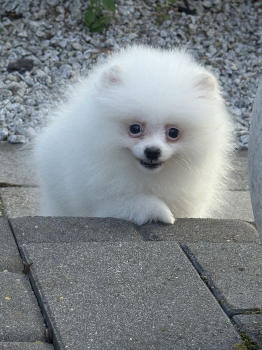 Pomeranian/szpic miniaturowy