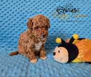 Pudel toy Maltipoo mini piesek Mati