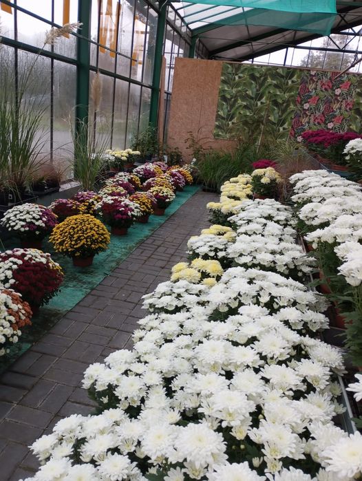 Sprzedam sliczne chryzantemy