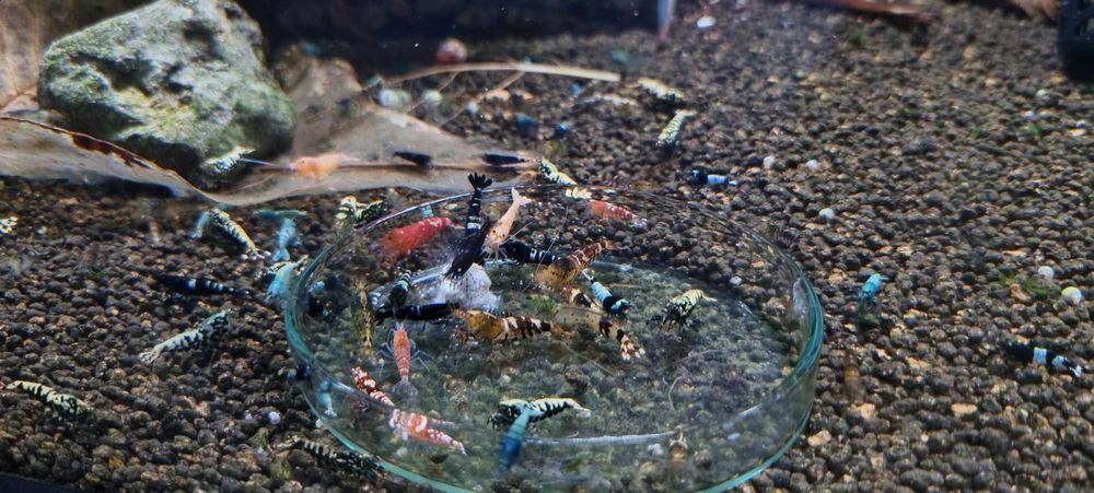 Krewetki Caridina Mix